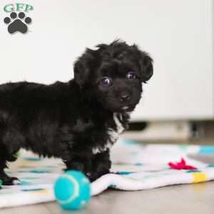 Brooke, Yorkie Poo Puppy